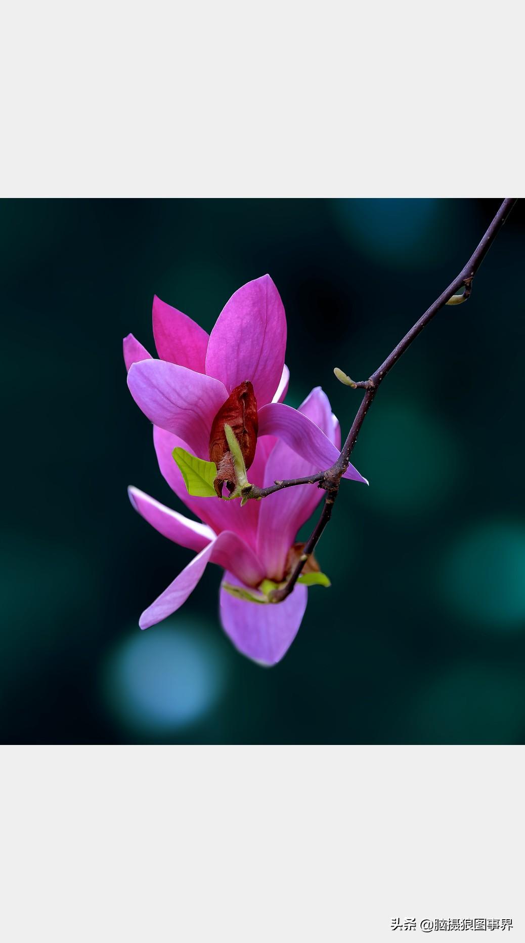 花草摄影中