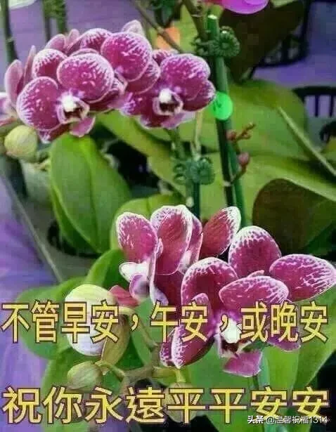 春季送亲朋好友最温馨的问候祝福语句，2020早安问候动态图片文字