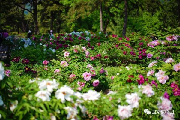 国家植物园正式揭牌，游览攻略、购票方式都在这里了