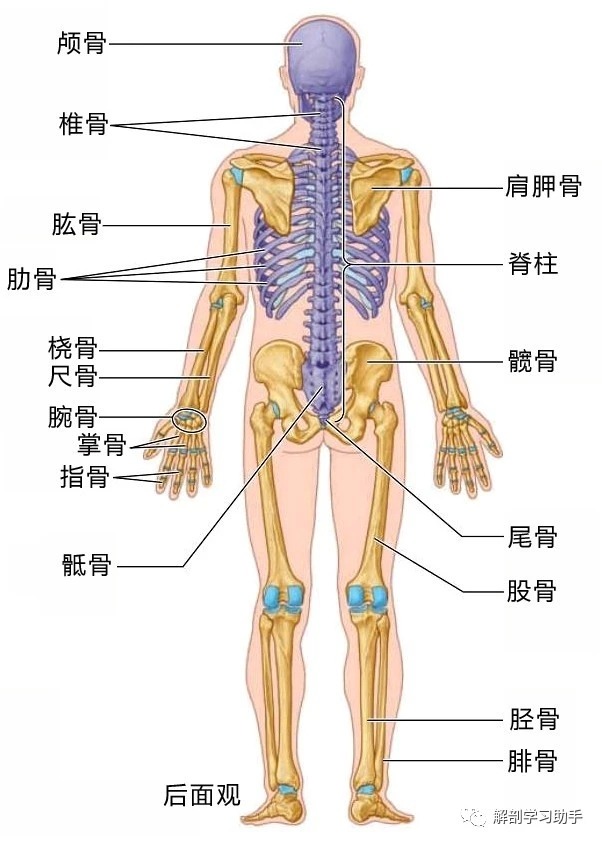 人体骨骼结构示意图