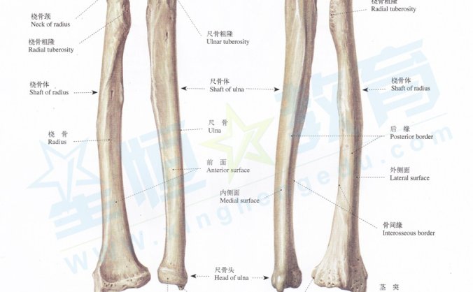 五张图了解骨骼生长发育